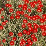 : - Drosanthemum speciosum