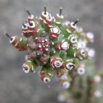 : - Euphorbia inermis