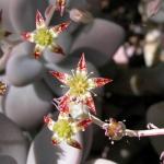 : - Graptopetalum amethystinum