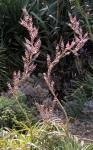: - Hechtia epigyna