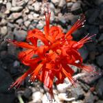 : - Nerine sarniensis