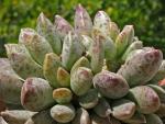 : - Adromischus schuldtianus