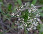 Zottig-gewimperter Lauch - Allium subvillosum