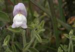 : - Antirrhinum hispanicum