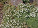 : - Arenaria tetraquetra subsp. amabilis