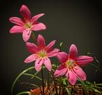 Großblütige Windblume - Zephyranthes minuta