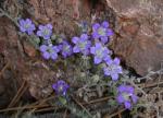 : - Campanula mollis