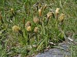: - Carex camposii