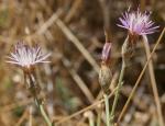 : - Centaurea paniculata var. boetica