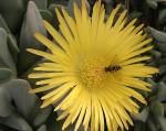 : - Cheiridopsis robusta