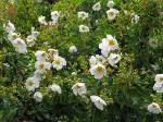 Lorbeerblättrige Zistrose - Cistus laurifolius
