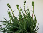 : - Crassula nudicaulis