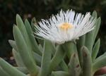 : - Cylindrophyllum comptonii