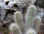 : - Echinocereus rayonesensis
