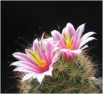 : - Mammillaria blossfeldiana