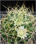 : - Mammillaria decipiens subsp. albescens