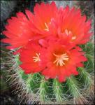 : - Notocactus horstii