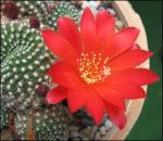 : - Rebutia marsoneri