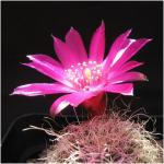 : - Sulcorebutia tarabucoensis