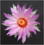 : - Thelocactus bicolor