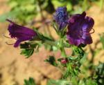 Sand-Natternkopf - Echium sabulicola