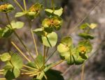 Nizza-Wolfsmilch - Euphorbia nicaeensis