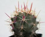 : - Ferocactus emoryi subsp. rectispinus
