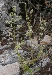 : - Galium lucidum subsp. fruticescens