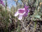 : - Penstemon laricifolius