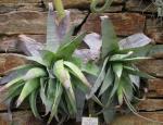 : - Hechtia glauca