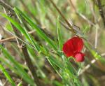 Borstenblätterige Platterbse - Lathyrus setifolius
