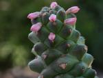 : - Euphorbia ritchiei subsp. nyambensis