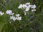 : - Phlox longifolia