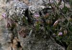 Felsen-Kreuzblume - Polygala rupestris