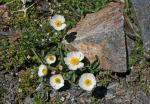 : - Ranunculus acetosellifolius