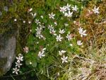Stern-Steinbrech - Saxifraga stellaris