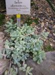 Wurstblättriger Mauerpfeffer - Sedum allantoides