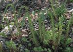 Goldgelbe Fetthenne - Sedum forsterianum