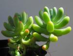 Schnapsnase - Sedum pachyphyllum
