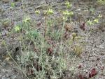 : - Sideritis incana var. incana