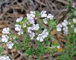 : - Thymus orespedanus