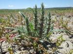 :-Plantago patagonica