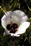 : - Calochortus catalinae