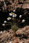 : - Canbya candida