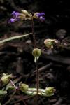 : - Collinsia callosa