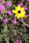 : - Helianthus petiolaris var. canescens