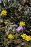 : - Lessingia germanorum var. glandulifera