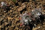 : - Loeseliastrum schottii