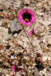 : - Mimulus palmeri