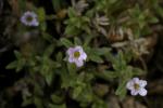 : - Nama xylopodum